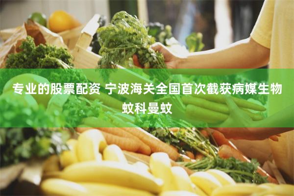 专业的股票配资 宁波海关全国首次截获病媒生物蚊科曼蚊